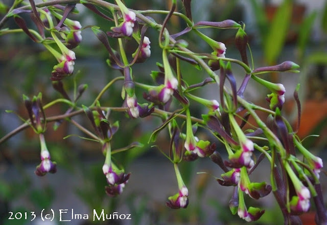 Orquidea Epidendrum melanoporphyreum. 2013 (c) Elma Muñoz