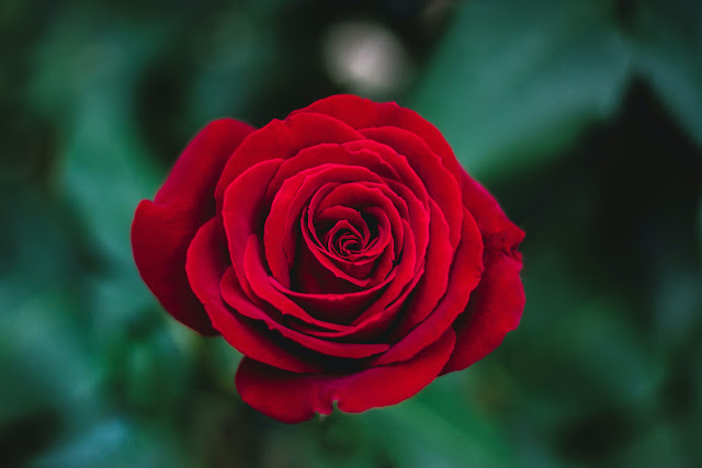 صورة وردة جوري حمراء حلوه ، صور ورد احمر طبيعي بدقة عالية 4K