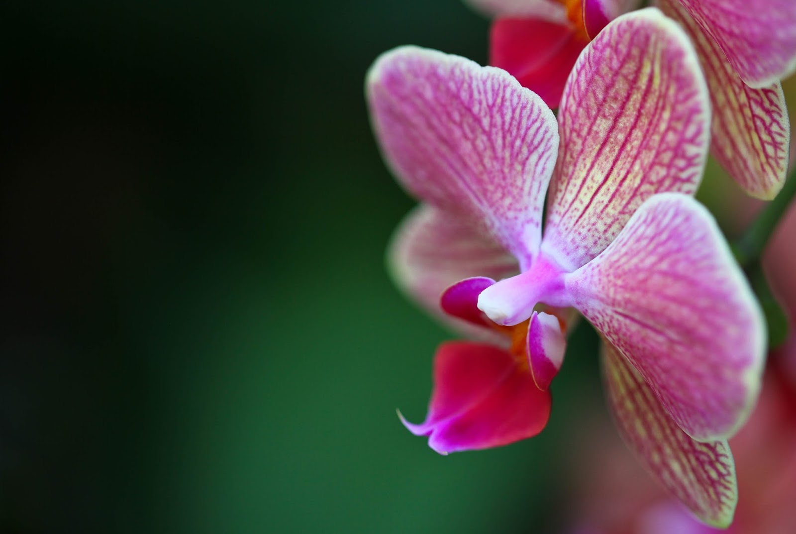 Estrutura da flor de orquídea | Orquidário UEL