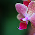 Estrutura da flor de orquídea