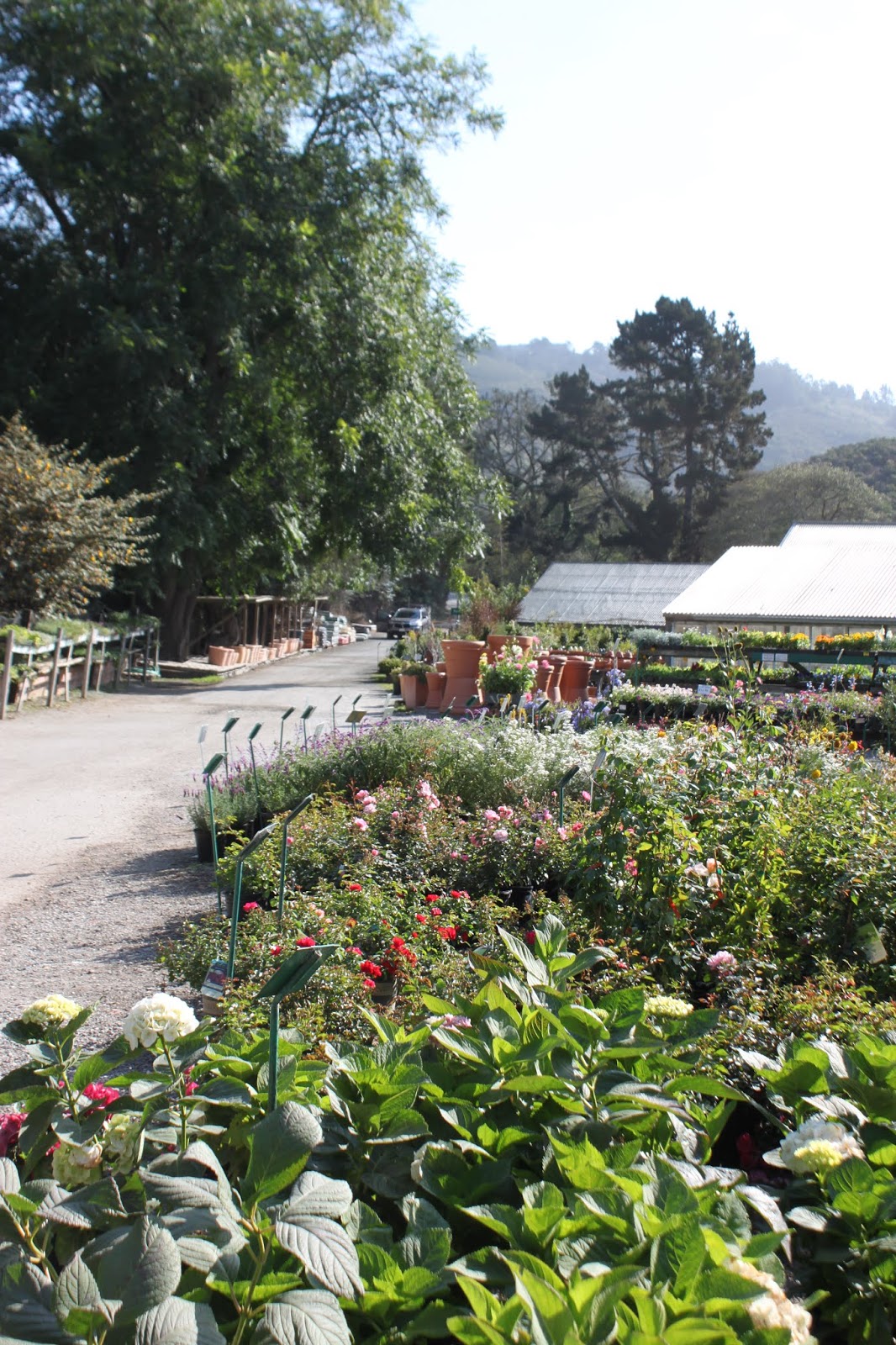Half Moon Bay Nursery