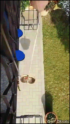 Funny Cat GIF • Purrfect cat basket elevator. 'Lift me up please, I'm hungry.”LAVE!' 'And now, get me down.' Haha, That's the 'cat logic'! Funny Cat GIF • Purrfect cat basket elevator. 'Lift me up please, I'm hungry.”LAVE!' 'And now, get me down.' Haha, That's the 'cat logic'!
