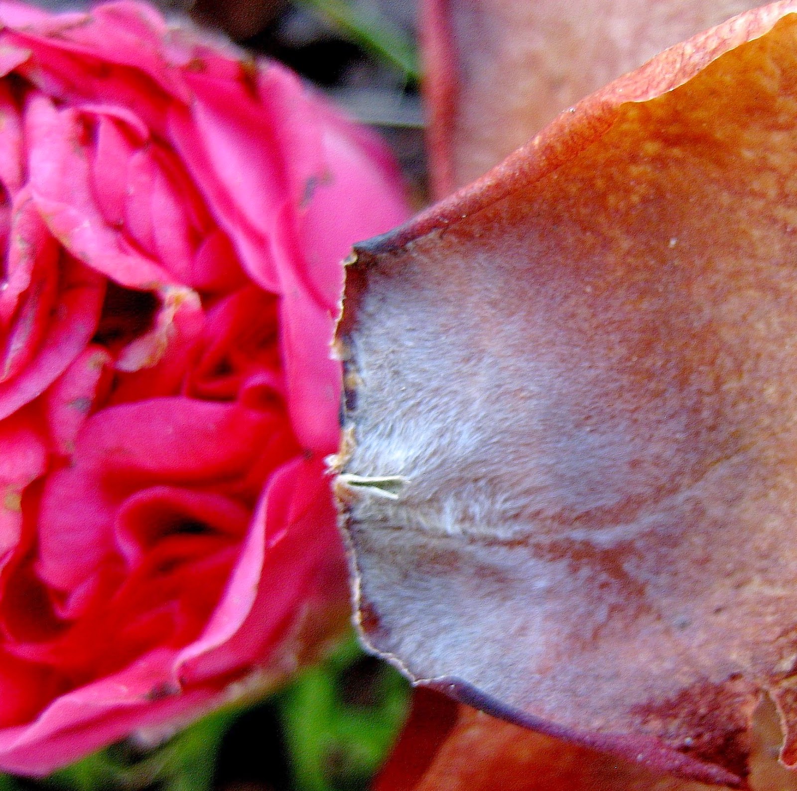 Living Rootless Carencro Red Blooms