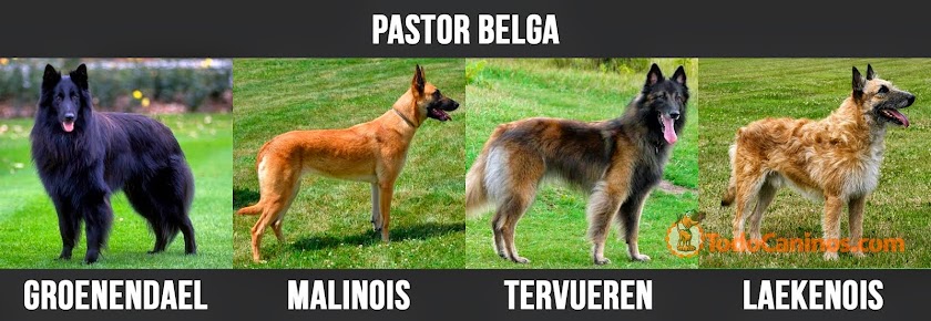 Club Pastores Belgas: Pastor Belga Malinois