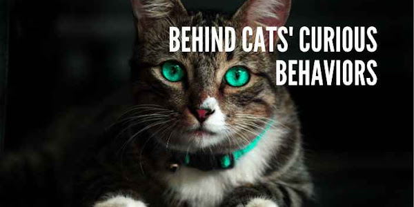 Behind Cats' Curious Behaviors