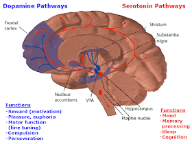An illustration of how scientists believe the dopamine and  serotonin neurotransmitters affect brain function