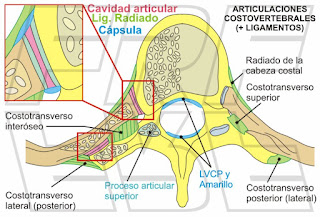 Anatomía de las articulaciones costo-vertebrales.