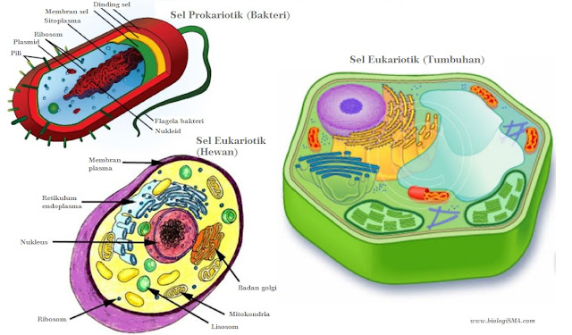Perbedaan Sel Prokariotik dan Eukariotik &amp; Perbedaan Sel