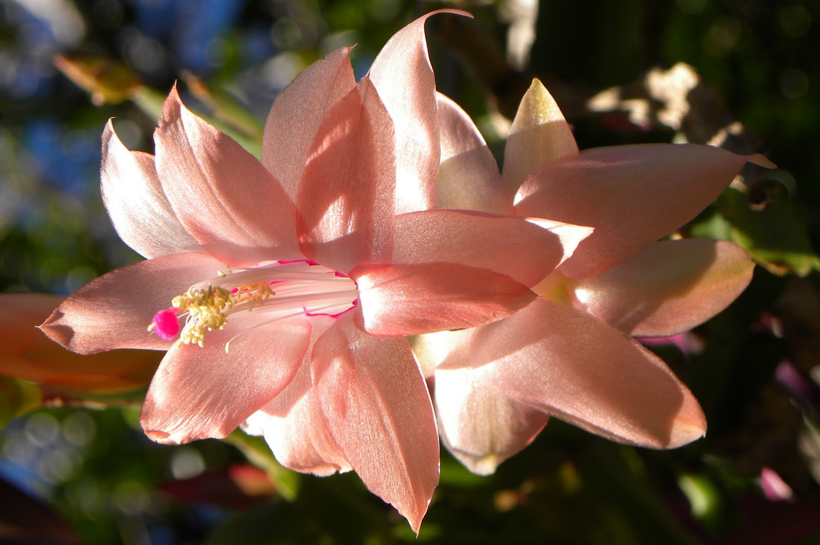 Ubobo Flowers Zygocactus