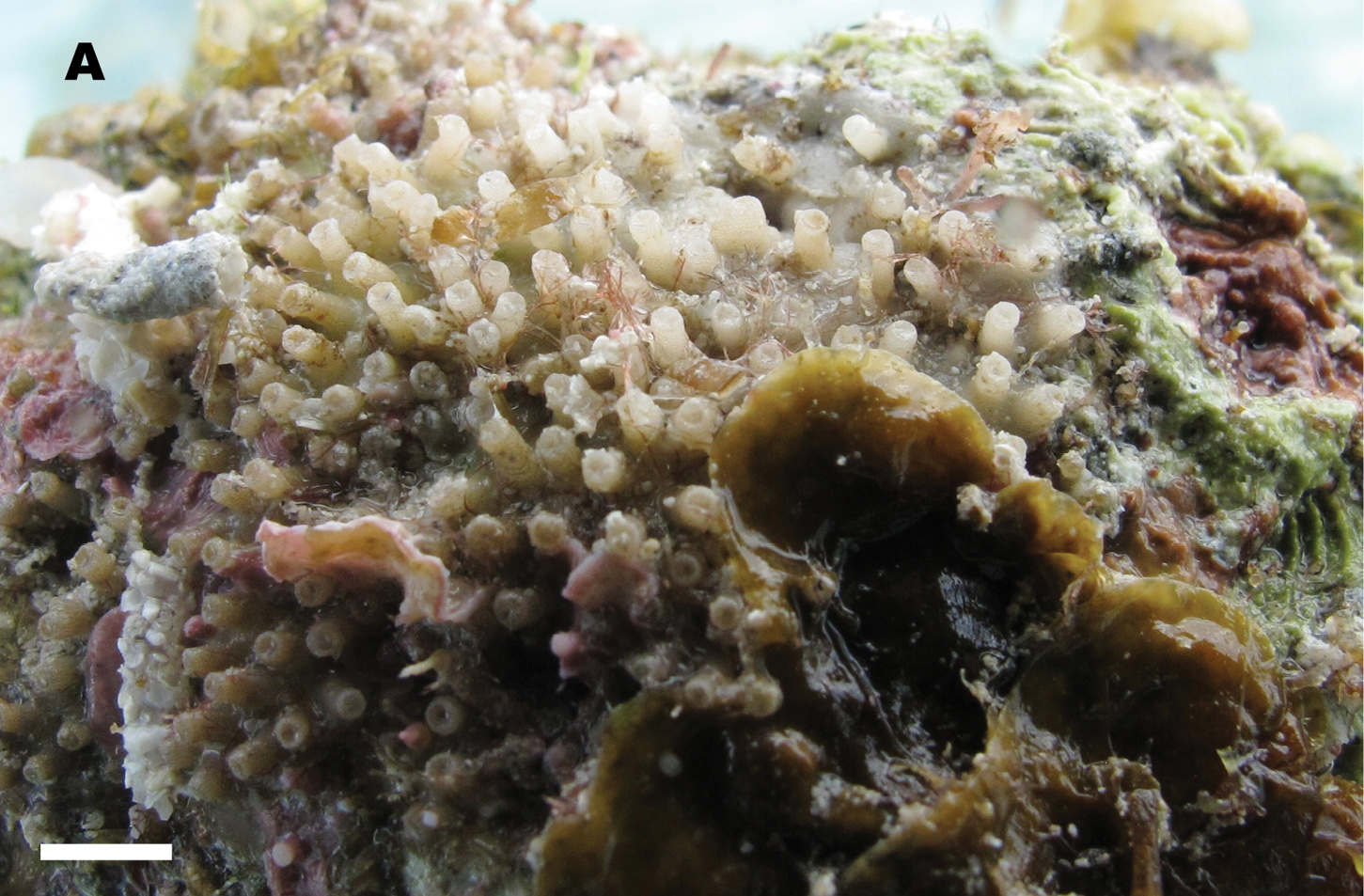 Biodiversity Science Discoveries of the week 44