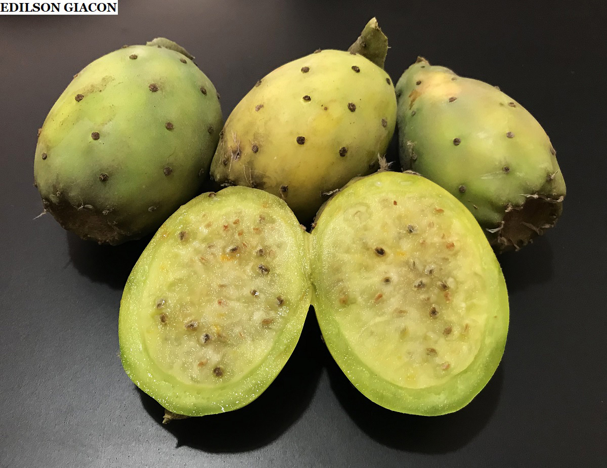 Viveiro Ciprest Plantas Nativas e Exóticas Figo da Índia de Polpa Branca ( Opuntia ficusindica ) Viveiro Ciprest Plantas Nativas e Exóticas Figo da Índia de Polpa Branca ( Opuntia ficusindica )