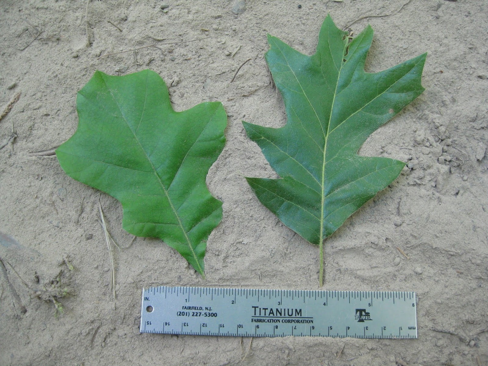 Drought Tolerant Beautiful Texas Olive Cordia Ramblings