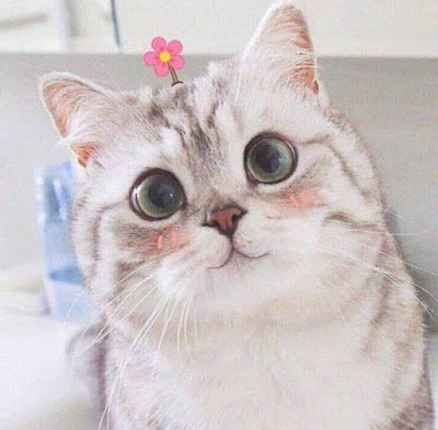 Avatar Mèo cute