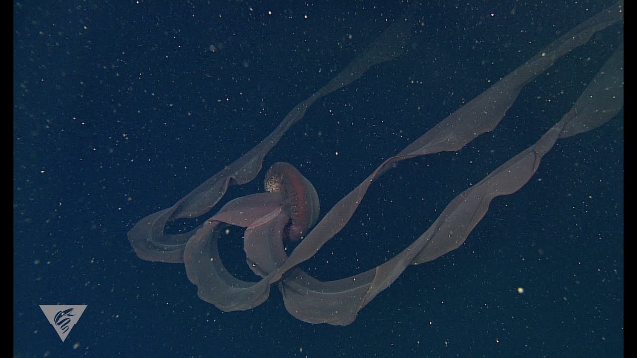 Stygiomedusa, giant deep sea jellyfish, largest jellyfish