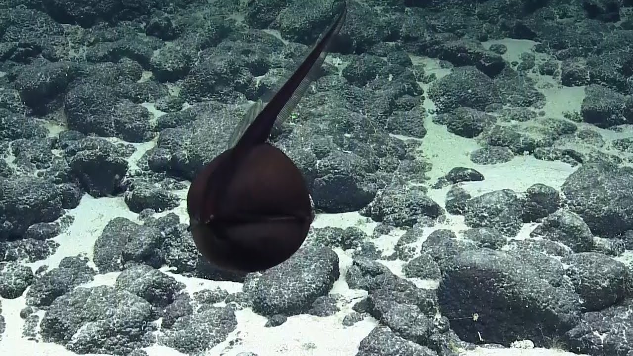 Is the Pelican Eel endangered? Pelican Eels adaptaions, size & weight