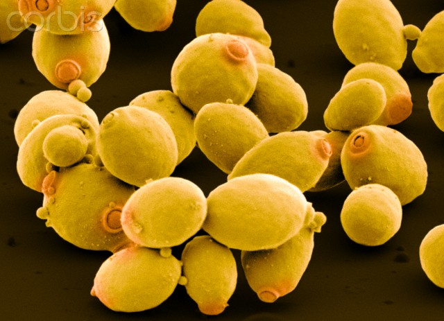 BIOLOGI I: LAPORAN PRAKTIKUM MIKROBIOLOGI UMUM TEKNIK PEWARNAAN KAPANG