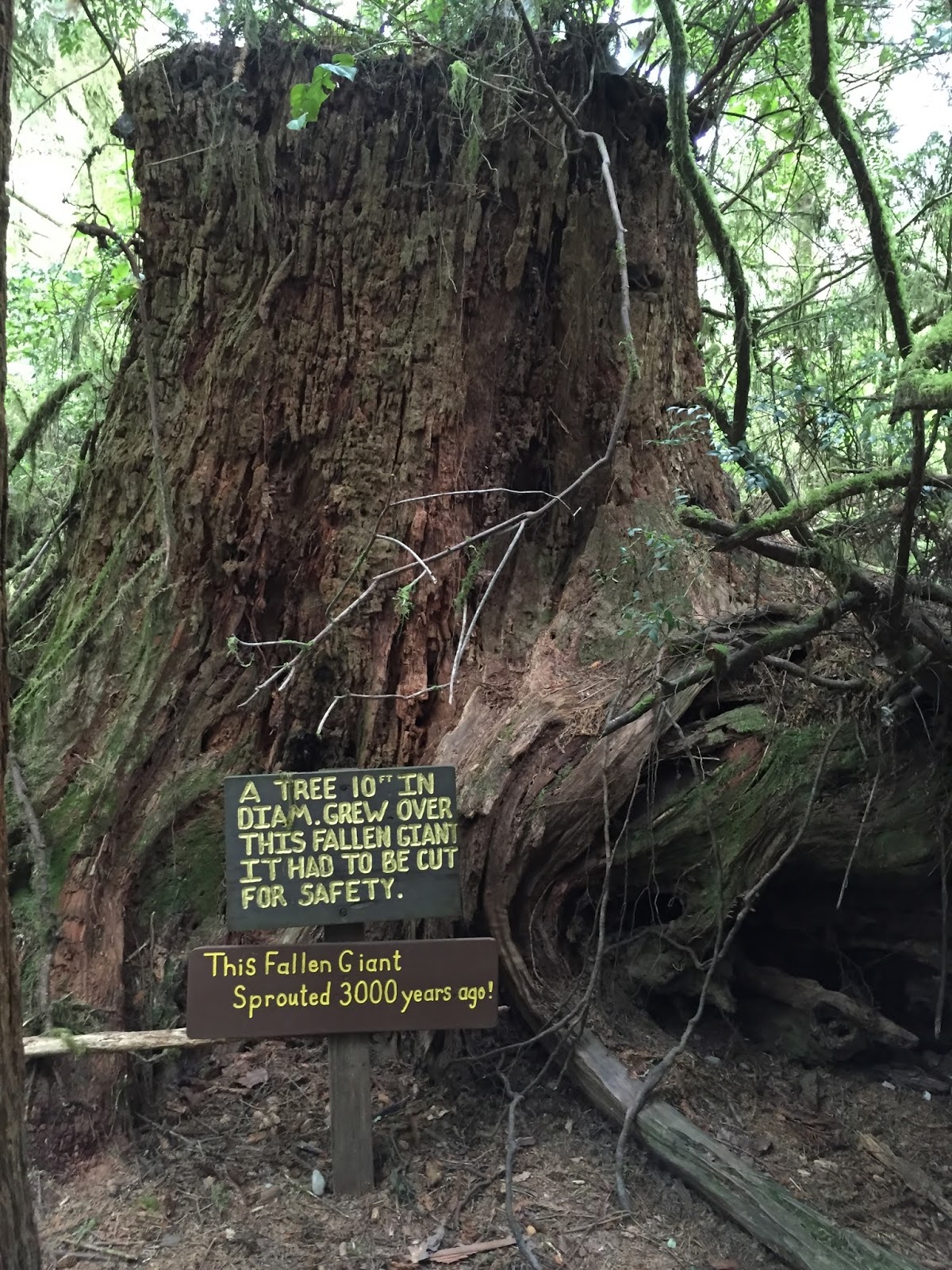 2016 Summer Trip Trees Of Mystery