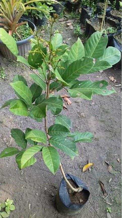 Bibit rambutan rapiah Sumatra Utara