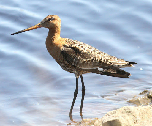 Fly Flatts Black Tailed Godwit