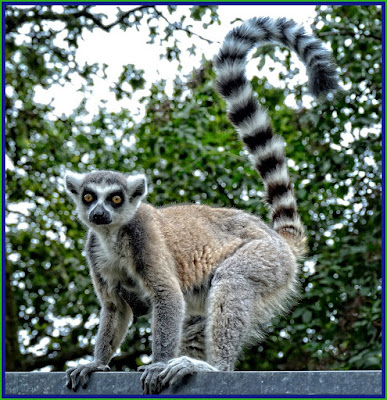 lemur animal information in hindi