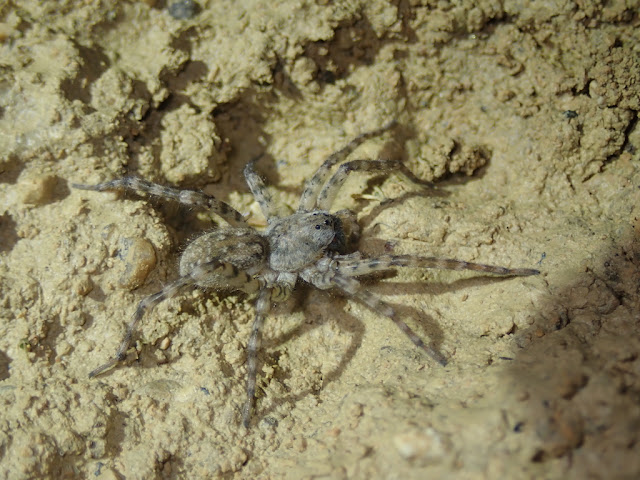 Arctosa sp Arctosa sp