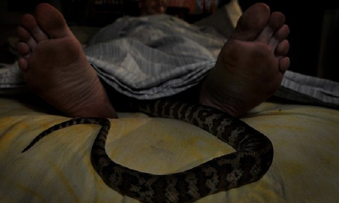 Что змея ночью обнаружит на более удаленном. Змея заползла в кровать. Спящие змеи.
