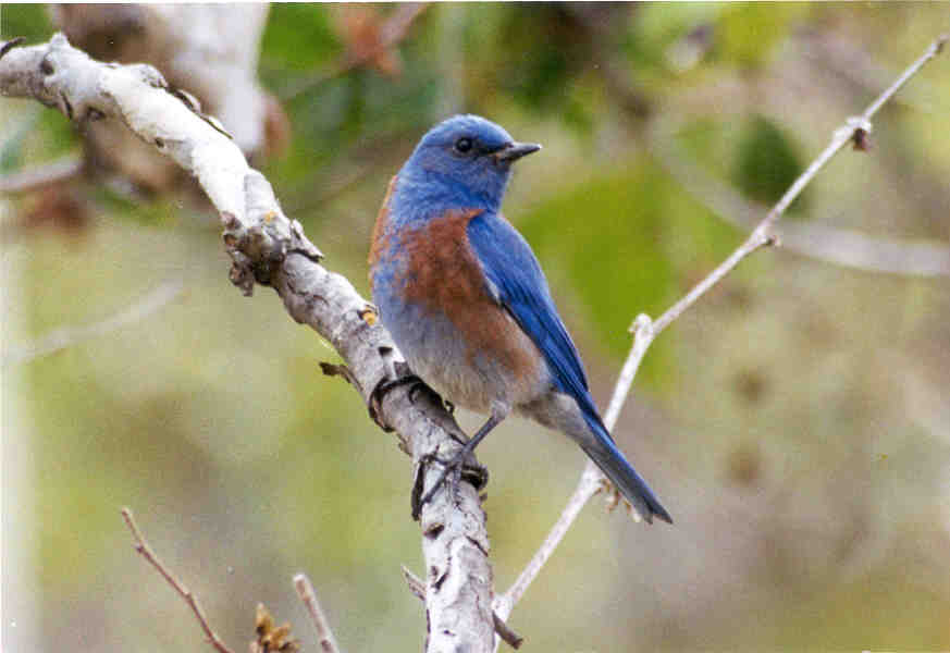 Birds: Western Bluebird