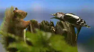 Woodpecker gets forceful with red squirrel over nuts 'It resembled they would have a battle Woodpecker gets forceful with red squirrel over nuts 'It resembled they would have a battle