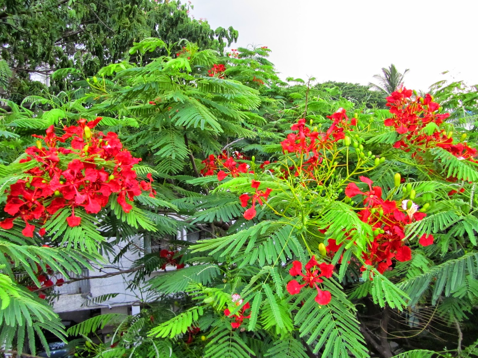 World of Colors Gulmohar Flowers