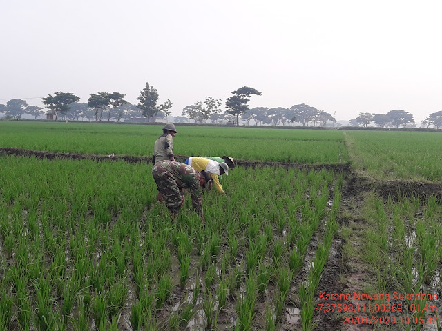 Babinsa Newung : Bersihkan Gulma Cara Ampuh Hindari Gagal Panen