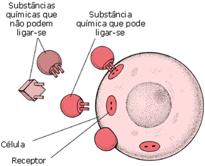 Plantando Ciência Farmacodinâmica I Plantando Ciência Farmacodinâmica I