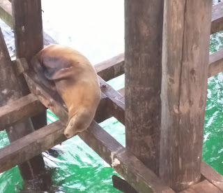 Picture of a seal under the wharf in Santa Cruz