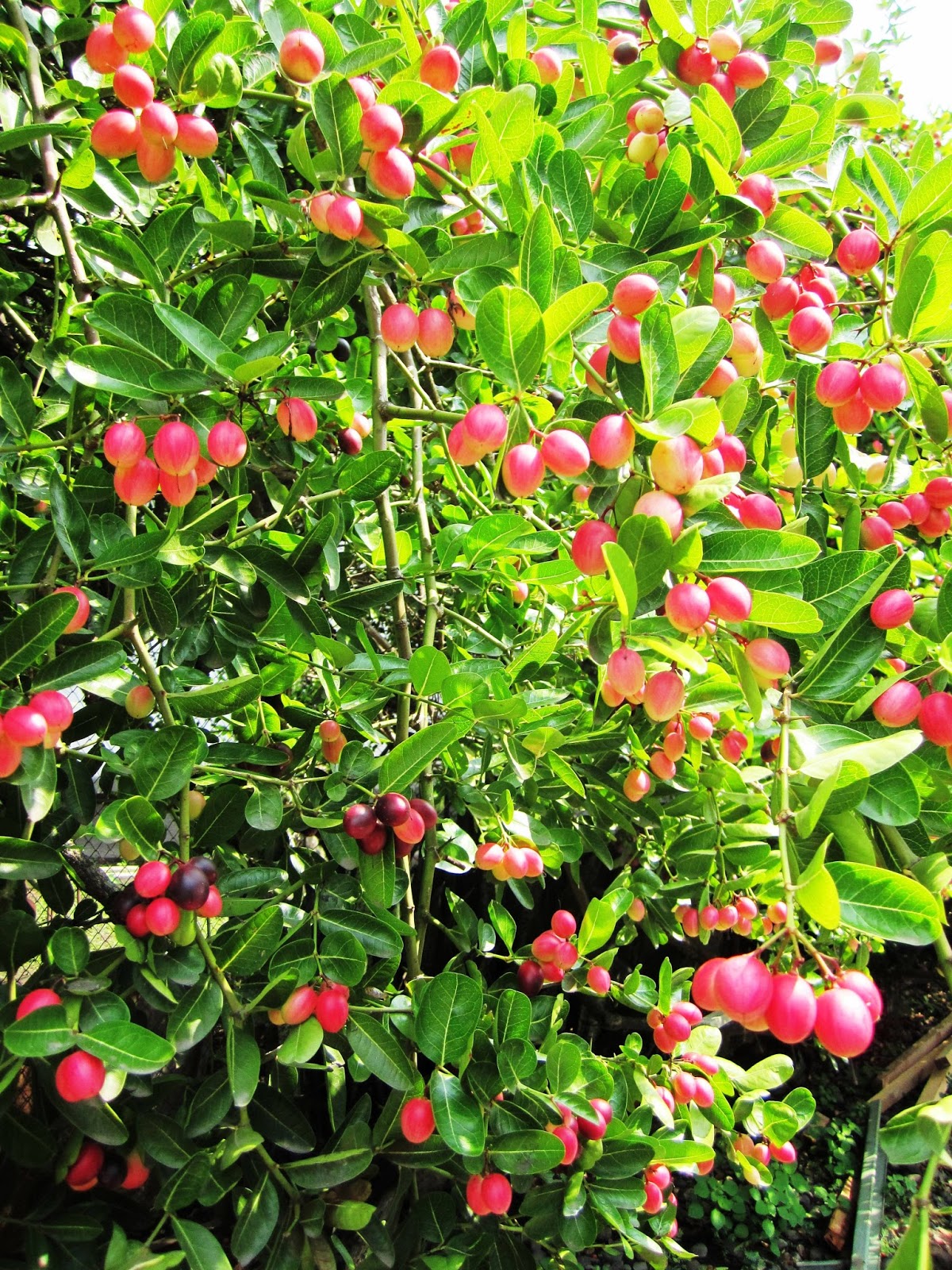 Melihat Pohon Gharqad Dari Dekat Telapak Jombang