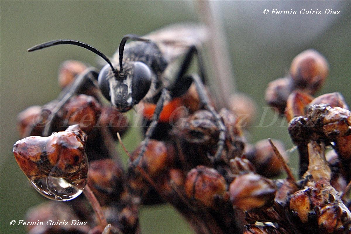 Fermín Goiriz Díaz Sólo Fotos Abeja