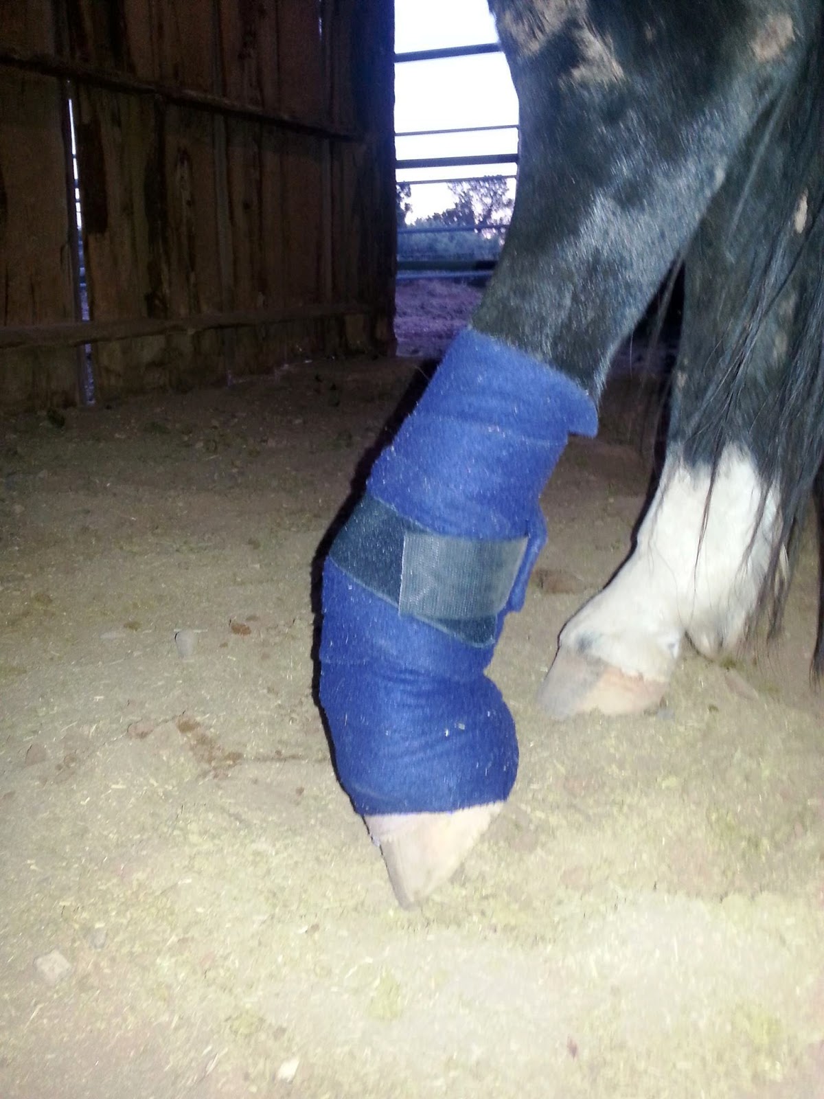 leg hind injury splint equine left pain wellbeing rescue inc