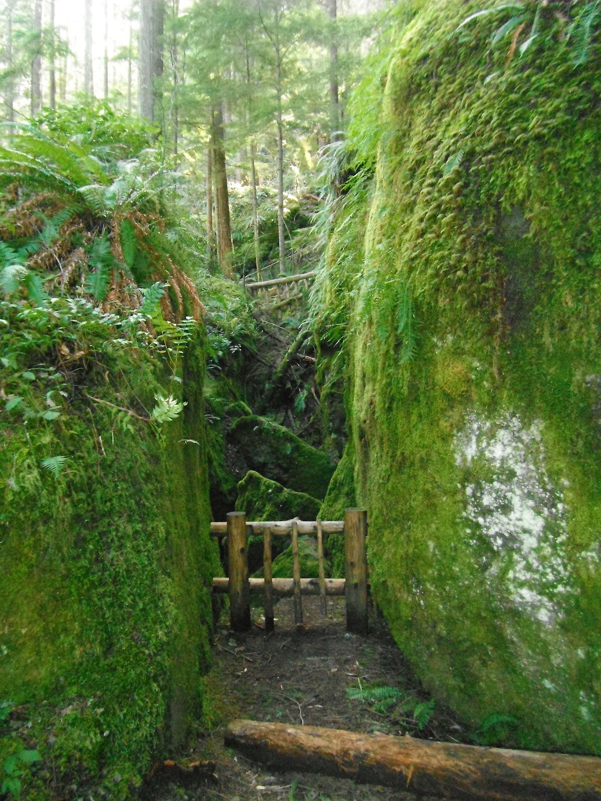 YOH!: Talus Rocks Hike at Tiger Mountain