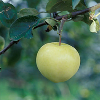 Ma Planete Jardin Parures D Automne