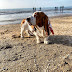 Από που προέρχονται τα Basset Hounds;