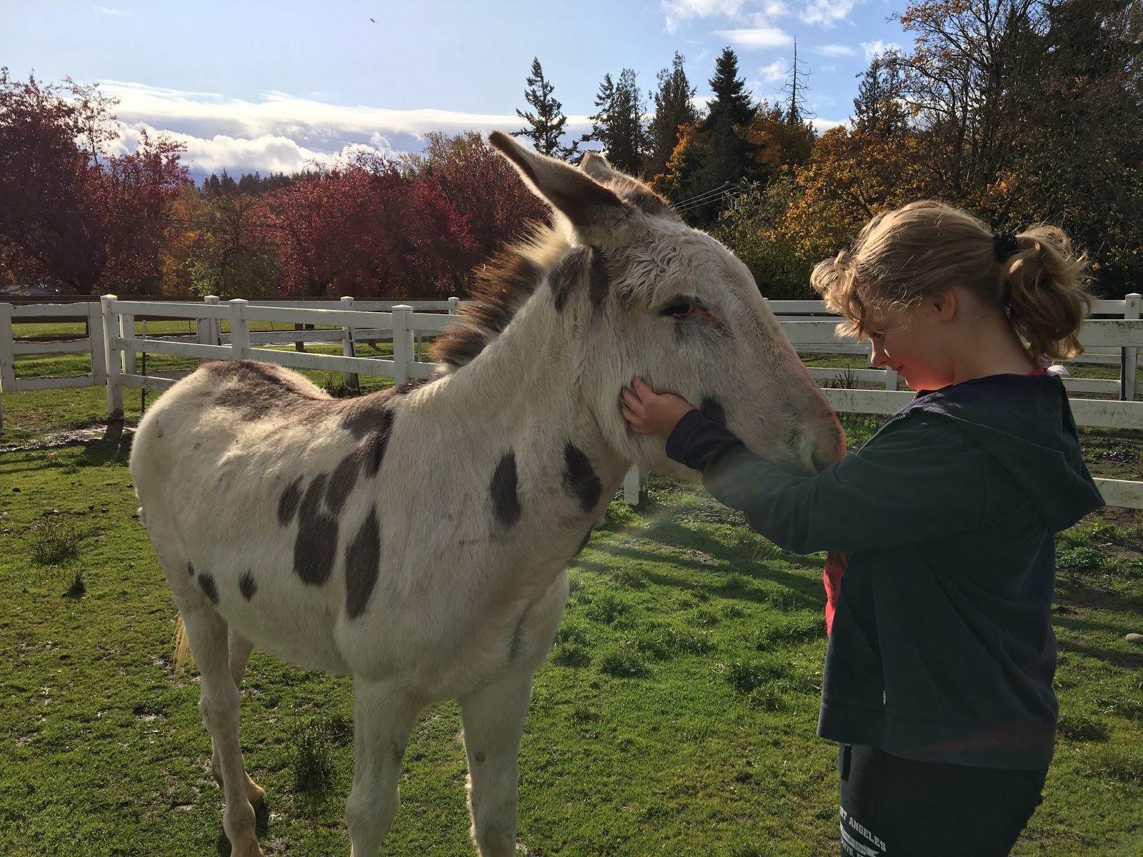 Taking Care of a Donkey