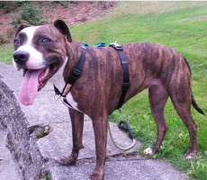 perfect fit modular harness