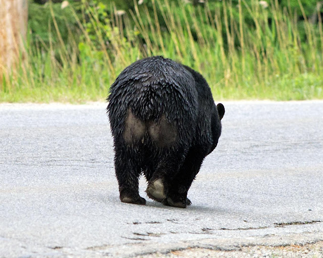 Wild in Pictures: The bear went over the mountain
