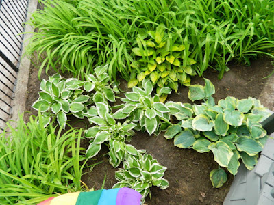 Leslieville Summer Front Garden Cleanup After by Paul Jung Gardening Services--a Toronto Gardening Services Company Leslieville Summer Front Garden Cleanup After by Paul Jung Gardening Services--a Toronto Gardening Services Company