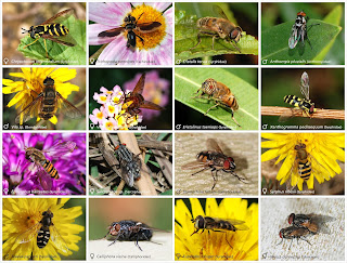 16 türde sinek örnekleri