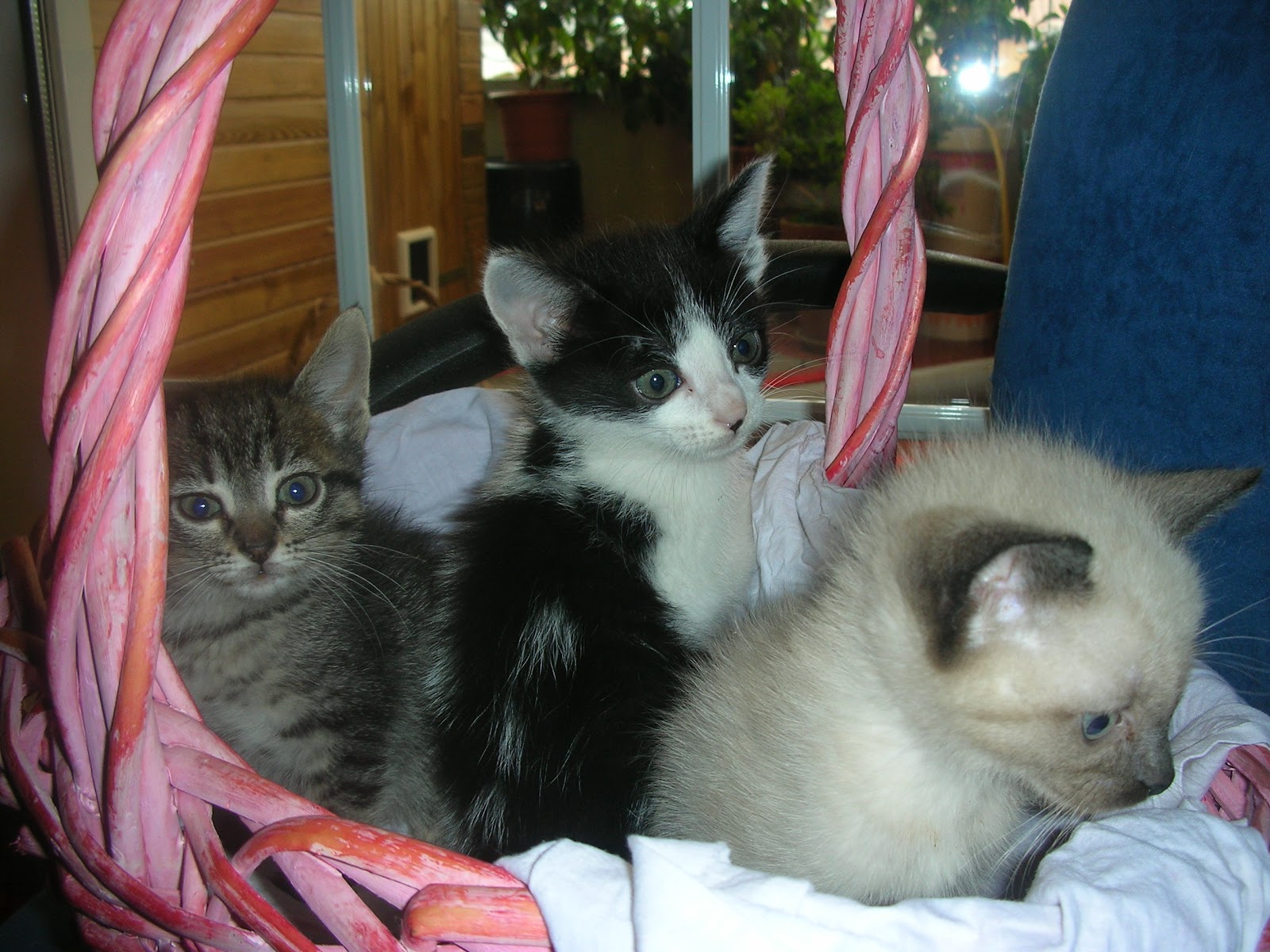Global Defensa Gats gatitos en adopcion, Barcelona