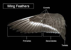 feathers feather wings types wing different birds chicken fight wildlife both anatomy bird chickens flight raven indigenous supporting arizona atlas