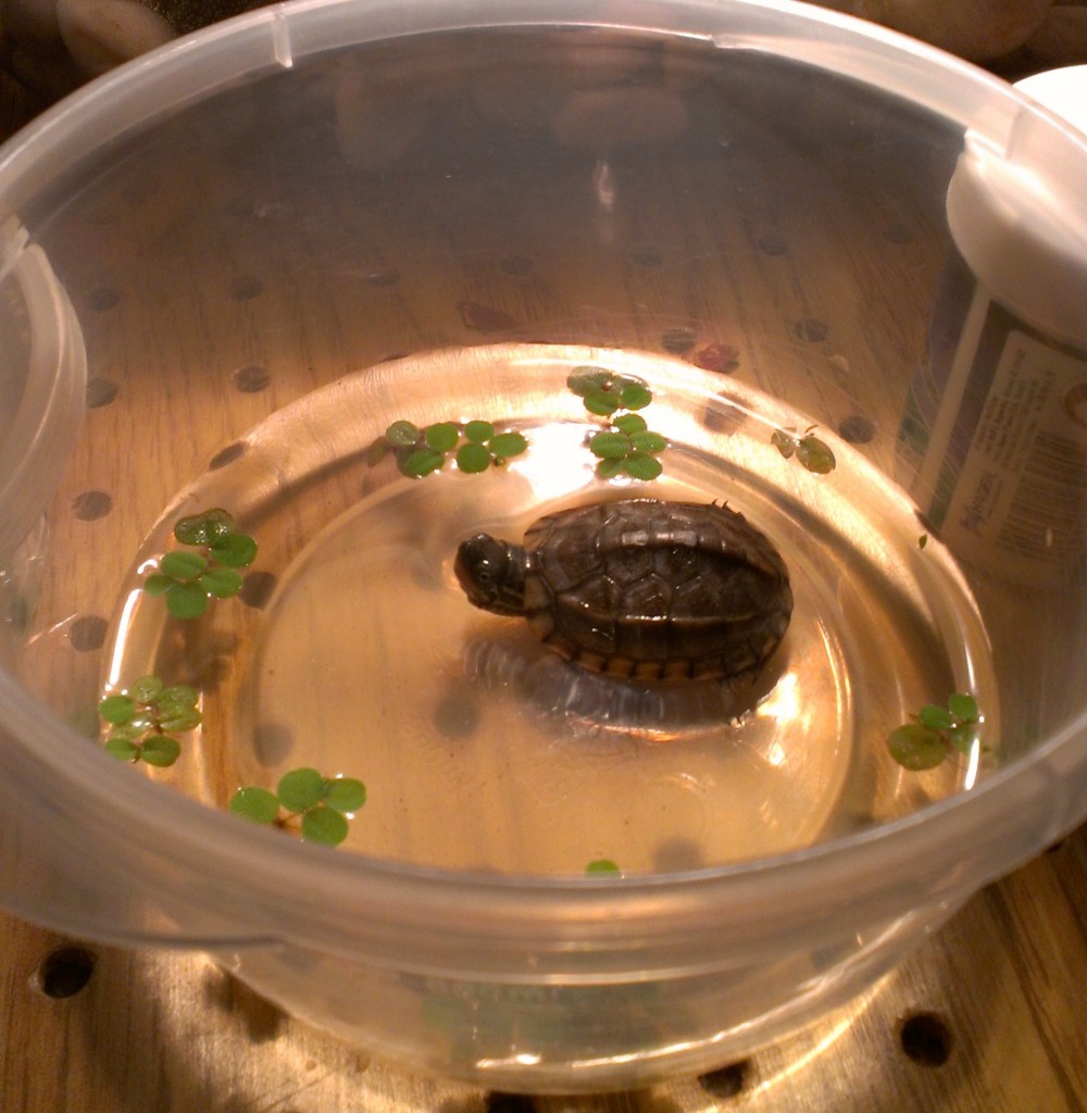 The Animal Cabin Information on Reeves Turtles as Pets