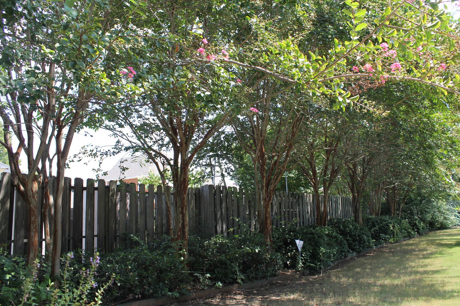 The Fence Line Fence Landscaping Ideas Create Your Backyard Oasis