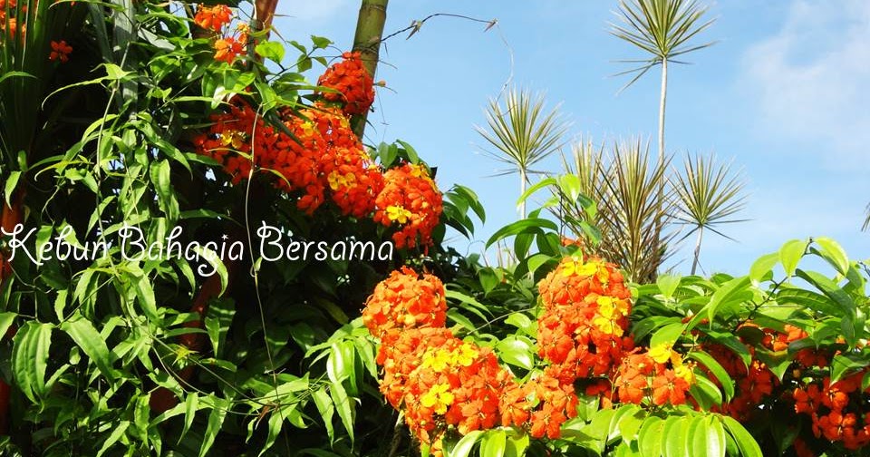 Kebun Bahagia Bersama: Flowering Climbing Vine