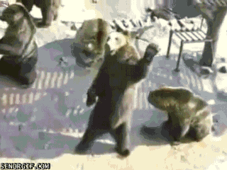 Funny animal gifs - part 53 (10 gifs) | Amazing Creatures