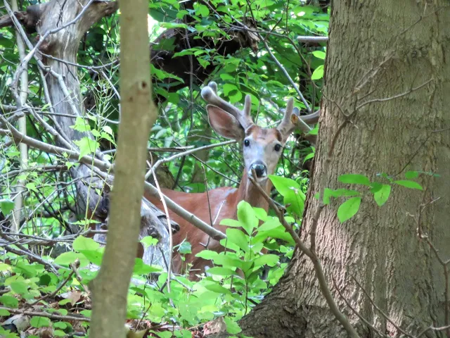 Deer in Pittsburgh's Schenley Park